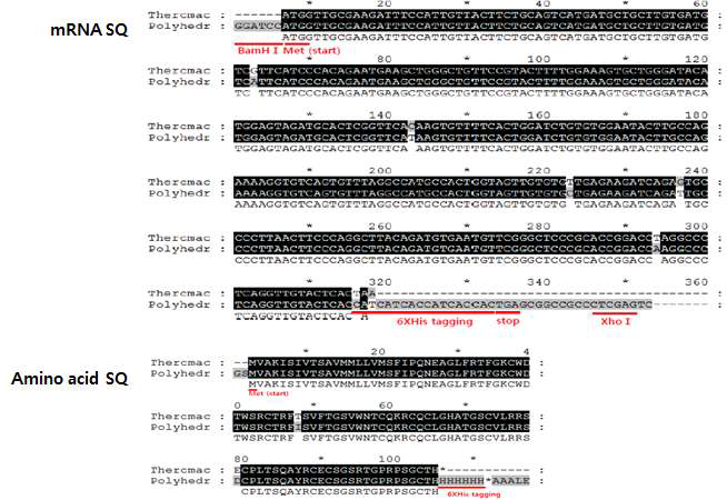 갯지렁이 Theromacin sequencing과 subcloning을 위한 제한효소 자리 및 His tagging