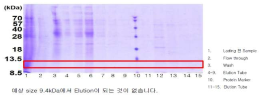 갯지렁이 Theromacin 재조합단백질의 SDS-PAGE