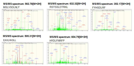 17분 분획의 MS/MS sequencing 결과