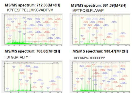 24분 분획의 MS/MS sequencing 결과