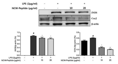 NCW peptide의 iNOS와 COX-2 단백질 발현 억제 검토