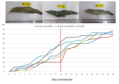 V. harveyi 공격실험에 따른 흰다리새우의 누적폐사율