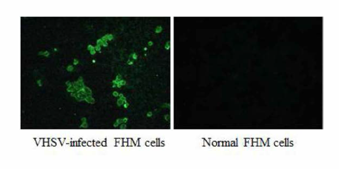 FITC가 표식된 항 VHSV 항체의 반응 (FAT 결과). 세포 고정액: 30% acetone + 70% ethanol