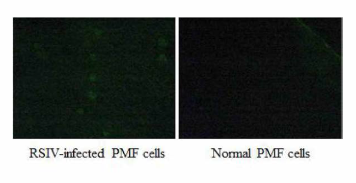 FITC가 표식된 항 RSIV 항체의 반응 (FAT 결과). 세포 고정액: 10% 포르말린