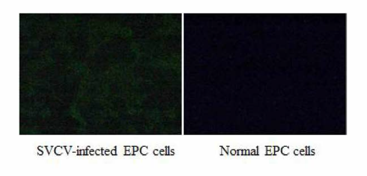 FITC가 표식된 항 SVCV 항체의 반응 (FAT 결과). 세포 고정액: 10% 포르말린