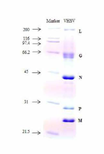 SDS-PAGE에서 관찰되는 정제된 VHSV의 구조 단백질