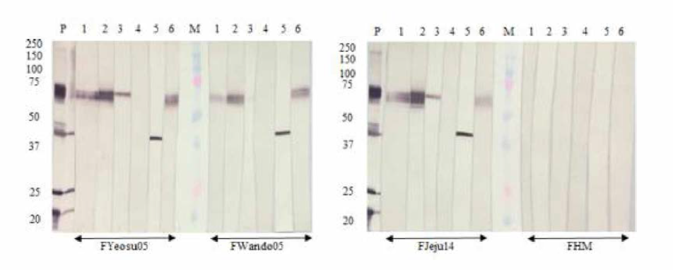 Western blot 결과. 6개 (2C1, 10F8, 15E10, 18H4, 23H6, 30B7) 단클론 항체의 VHSV 분리주들에 대한 특이성. M: marker (kDa), P: 양성대조구 (Anti-VHSV polyclonal antibody), 1： 18H4, 2: 30B7, 3: 23H6, 4: 10F8, 5: 15E10, 6: 2C10