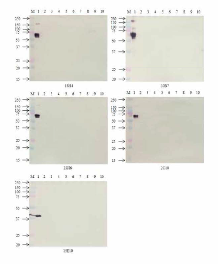 Western blot 결과. 5개 (2C1, 15E10, 18H4, 23H6, 30B7) 단클론 항체의 어류바이러스들에 대한 특이성. M: marker (kDa), 1： VHSV, 2: IHNV, 3: HIRRV, 4: SVCV, 5: EPC, 6: IPNV, 7: MABV, 8: CH況-214, 9： NNV, 10： SSN-1
