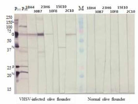 Western blot 결과. 6개 (2C1, 10F8, 15E10, 18H4, 23H6, 30B7) 단클론 항체의 VHSV-감염어에 대한 특이성. M： marker (kDa), P1： (항원: 정제된 VHSV, 항체: Anti-VHSV polyclonal antibody), P2： (항원: VHSV-감염어의 조직 마쇄액, 항체: Anti-VHSV polyclonal antibody)