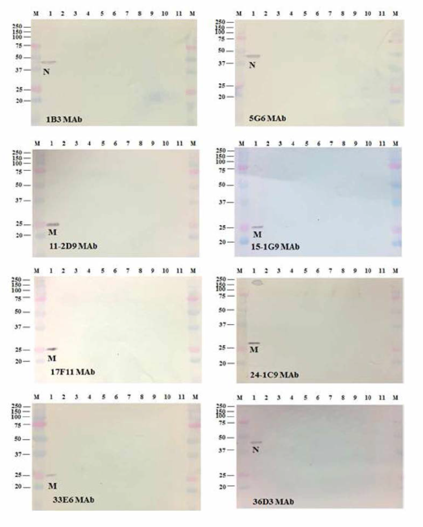 Western blot 결과. 8개 (1B3, 5G6, 11-2D9, 15-1G9, 17F11, 24-1C6, 33E6, 36D3) 단클론 항체의 어류바이러스에 감염된 세포 및 정상 세포에 대한 특이성. M: marker (kDa), 1： HIRRV, 2： VHSV, 3： IHNV, 4： SVCV, 5： IPNV, 6： MABV, 7： NNV, 8： FHM, 9： CHSE-214, 10： EPC, 11： SSN-1