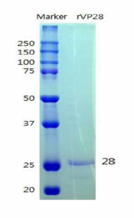 SDS-PAGE에서 관찰되는 WSSV VP28 재조합 단백질