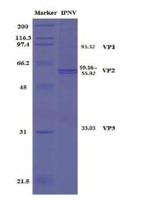 SDS-PAGE에서 관찰되는 정제된 IPNV의 구조 단백질