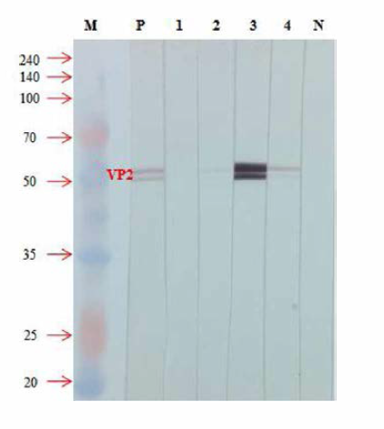 4개 (15, 16, 19, 42) 단클론 항체의 IPNV 인식 부위. M: marker (kDa), P： 양성대조구 (Anti-IPNV VP2 monoclonal Antibody), 1： 15, 2： 16, 3： 19, 4： 42, N： 음성대조구 (1차 항체: 2% skim milk)