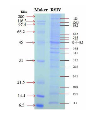 SDS-PAGE에서 관찰되는 능축된 RSIV의 구조 단백질