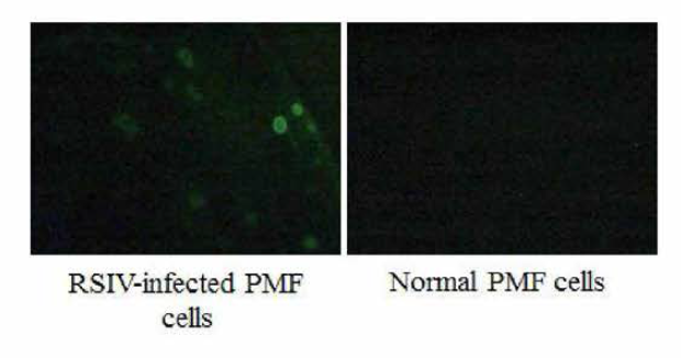 8-1C8 단클론 항체의 RSIV에 감염된 PMF 세포 및 정상 PMF 세포에 대한 반응. 세포 고정액: 10% 중성 formalin