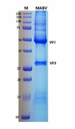 SDS-PAGE에서 관찰되는 정제된 MABV의 구조 단백질
