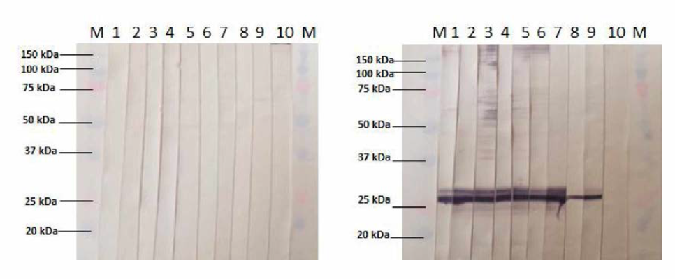 10개 단클론 항체의 MABV 인식 부위. M: marker (kDa), 1： 8G6, 2： 11C3, 3： 15E3, 4： 17H6, 5： 32A6, 6： 35A7, 7： 38B5, 8： 41E1, 9： 47E3, 10： 48G5. 왼쪽: CHSE-214, 오른쪽: MABV에 감염된 CHSE-214