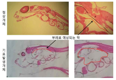 명태 Theragra chalcogramma 후기자어의 기포발생여부에 따른 조직학적 관찰