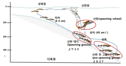 명태의 서식생태학적 모식도(Sakurai, 미발표)