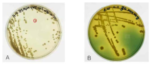 1.5% Nacl 첨가된 TSA배지(A)와, TCBS 배지(B)에 배양된 균주