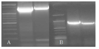 16S rDNA primer를 사용한 PCR 결과(A) 및 rpoA, recA primer를 사용한 PCR 결과(B)