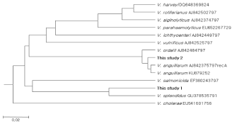 recA gene sequences를 이용한 계통수 (Tamura et al., 2013)