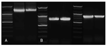 16S rDNA primer를 사용한 PCR 결과(A)과 recA, rpoA primer를 사용한 PCR 결과(B)