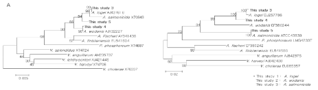 16S gene(A)과 recA gene(B)을 사용한 Aillivibrio sp. 종간의 계통수분석 (Yoshizawa et al., 2010)