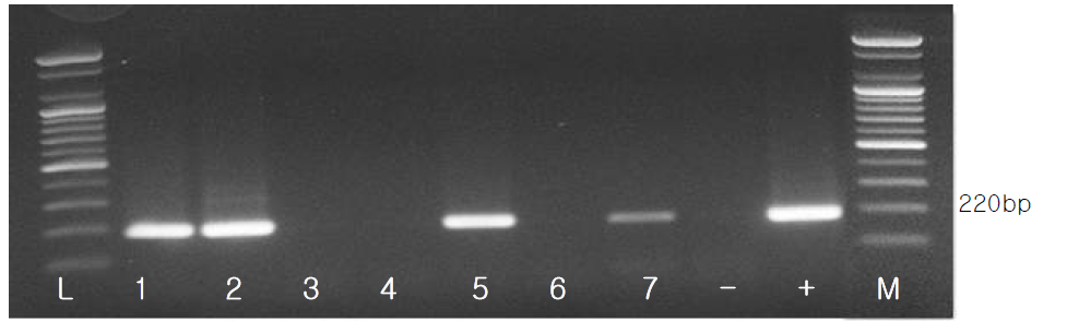 VHSV의 RT-PCR (two-step) 결과 (L: 100bp ladder, 1-7: VHSV sample, -: negative control, +: positive control)