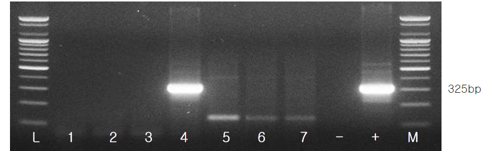 NNV의 RT-PCR (two-step) 결과 (L: 100bp ladder, 1-7: NNV sample, -: negative control, +: positive control)