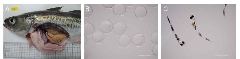 The sample of adult walleye pollock (A), egg (B) and larvae (C)