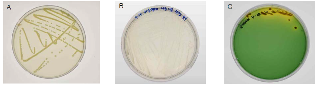 Medium used for bacterial isolation (A: TSA, B: Cytophagar, C: TCBS)