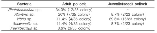 Isoration rates of bacteria infection in walleye pollock