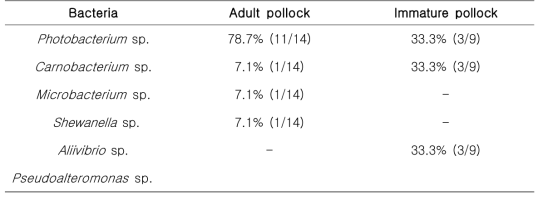 Isoration rates of bacteria infection in walleye pollock