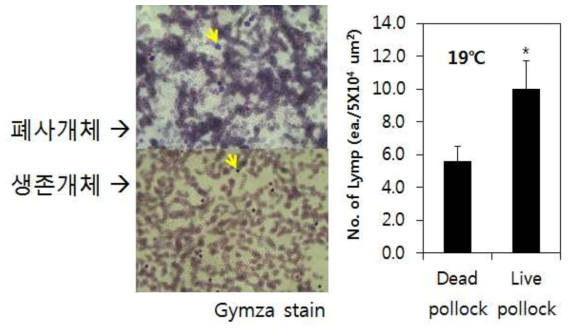 가온실험 과정에서 활발한 개체와 폐사직전 개체들의 혈액 Gymza stain에 의한 림프구 수의 변화. 화살표는 백혈구 중 림프구