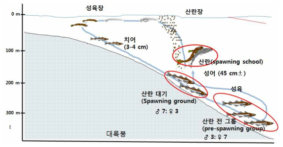 명태의 성장 단계별 수층 선택성(일본 Sakurai 교수의 그림을 다시 그림)