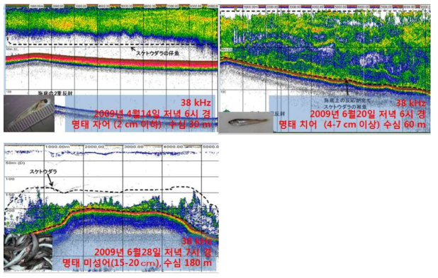 일본 수산총합연구센터에서 발표한 명태 체장별 분포수심