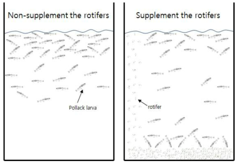 1 cm 이하 명태 자어에 로티퍼를 공급하였을 때의 수층분포 모식도