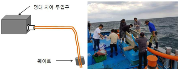 1차 개발된 중층 방류 장치(중층 투입 호스는 치어의 크기에 맞춰서 조절하며, 웨이트를 달아서 수주 수류에 쓸리지 않도록 함)와 선상 방류 현장 적용 사진