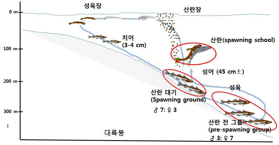 명태의 심천(深淺)회유