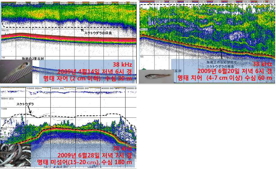 일본 북해도 분카만에서의 명태 어군 변동(일본 총합수산연구센터)