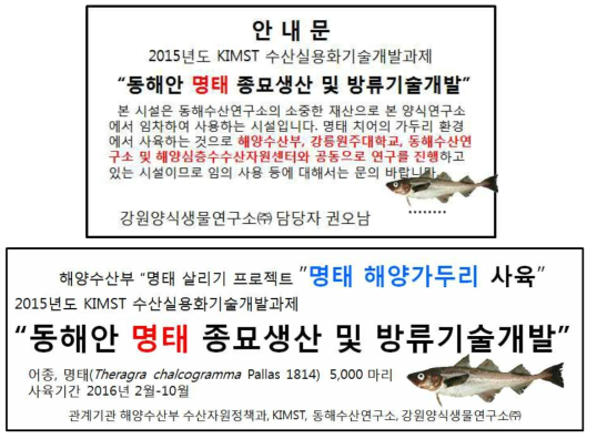 양양군 수산항 소재 IMTA 시설 내 명태 사육 당시 안내문과 플랭카드