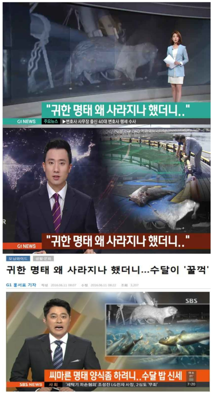 해상가두리 내 수달의 명태 포식장면(SBS 보도)