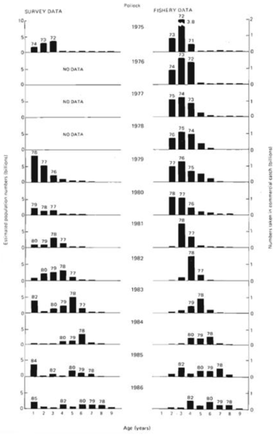 동베링해에서의 명태 자원. 왼쪽, 자원조사에 의한 연령분포; 오른쪽, 조업에 의해 포획된 개체들의 연령분포