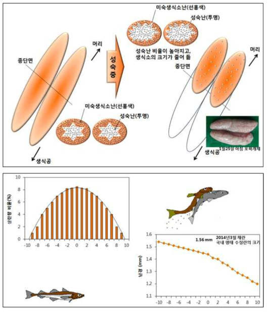 명태의 생식소 성숙 경향과 산란횟수에 따른 알의 크기 변화(상, 성숙생식소의 변화; 하, 산란횟수에 다른 난경의 변화(Sakurai, personal community)