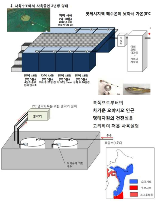 앗케시청사에서 사육하고 있는 명태와 사육장면 모식도