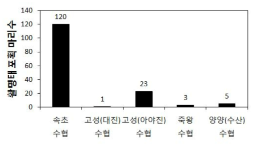 2017년 2월-3월 동안 강원북부지역에서 포획된 활명태 마리수