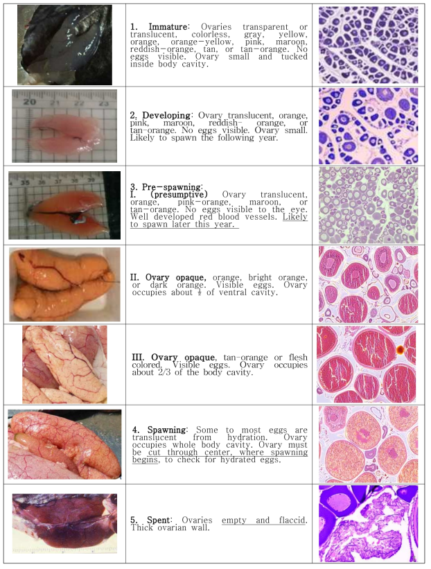 명태 생식소 형태학적 발달에 따른 조직학적 관찰{발달단계에 대한 설명은 Stahl (2004)의 구분을 따랐으며, 생식소의 모양과 크기 및 조직학적 사진은 5. spent 단계의 사진(Sarah Hinckley, NMFS)을 제외한 나머지 사진들은 본 연구결과에서 재구성하였음)