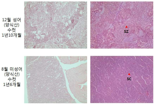 2016년 12월 성어와 2017년 8월 미성어 수컷의 생식소 발달(좌 X200, 우 X400, Nicon). Sc, spermatocytes; Sz, spermatozoa