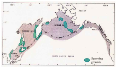 북태평양 명태 서식지와 산란장 분포(Sakurai Personal community)
